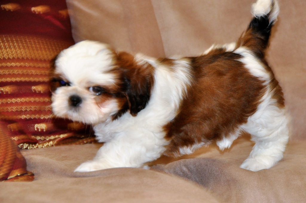 Du Haut Shangri-la - Bébés shih tzu cherchent famille pour la vie